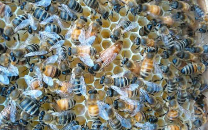 蜜蜂養(yǎng)殖技術(shù)有哪些?學(xué)會(huì)這些養(yǎng)蜂技術(shù),蜜蜂養(yǎng)殖才能得心應(yīng)手! 蜜蜂養(yǎng)殖