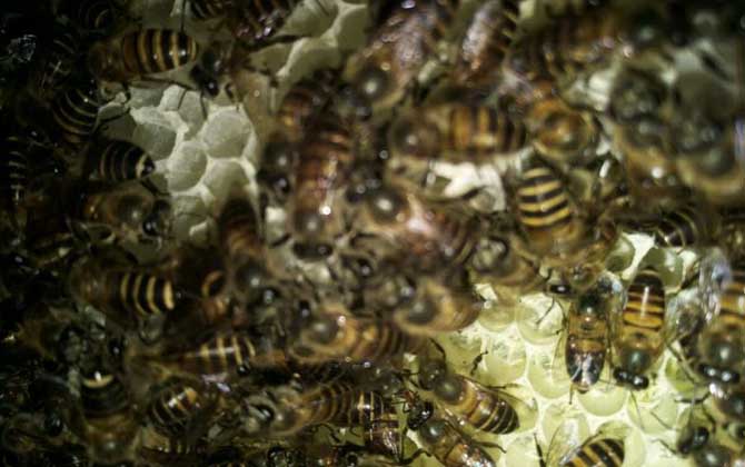 蜜蜂養(yǎng)殖技術(shù)有哪些?學(xué)會(huì)這些養(yǎng)蜂技術(shù),蜜蜂養(yǎng)殖才能得心應(yīng)手! 蜜蜂養(yǎng)殖