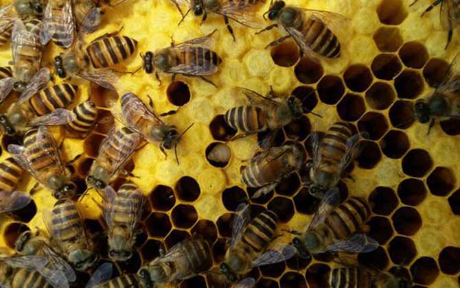 蜜蜂養(yǎng)殖技術(shù)有哪些?學(xué)會(huì)這些養(yǎng)蜂技術(shù),蜜蜂養(yǎng)殖才能得心應(yīng)手! 蜜蜂養(yǎng)殖