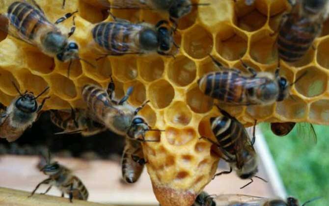 蜜蜂養(yǎng)殖技術(shù)有哪些?學(xué)會(huì)這些養(yǎng)蜂技術(shù),蜜蜂養(yǎng)殖才能得心應(yīng)手! 蜜蜂養(yǎng)殖