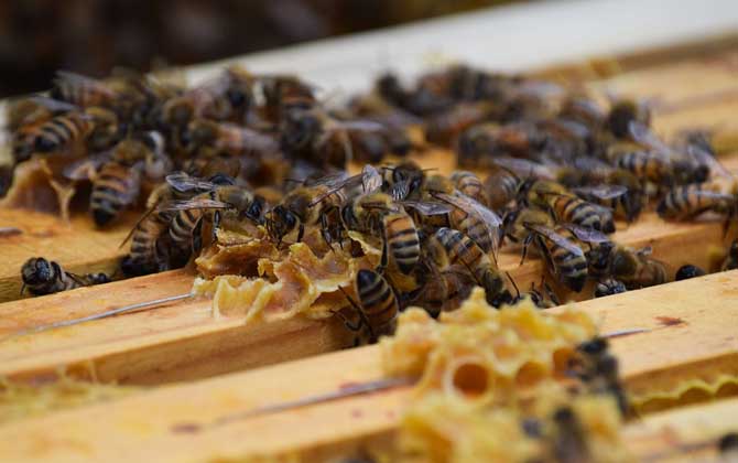 養(yǎng)蜂