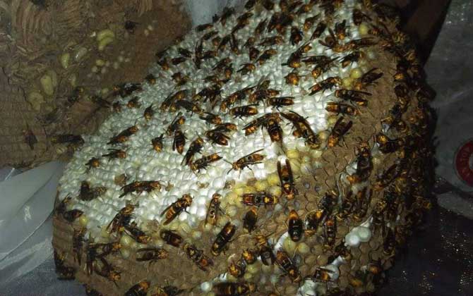 馬蜂記仇記多久?沒有固定的時間,信息素未消散前馬蜂都會報復(fù)! 馬蜂