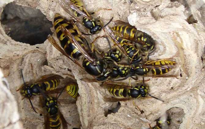 馬蜂記仇記多久?沒有固定的時間,信息素未消散前馬蜂都會報復(fù)! 馬蜂