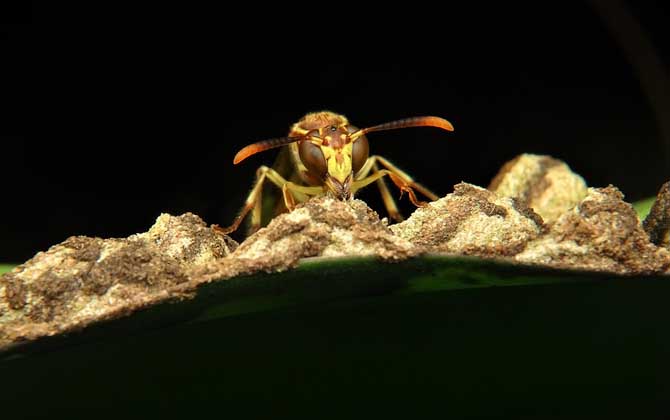 牛角蜂是什么蜂?并不特指某一種蜂,而是多種大型胡蜂的俗稱! 牛角蜂