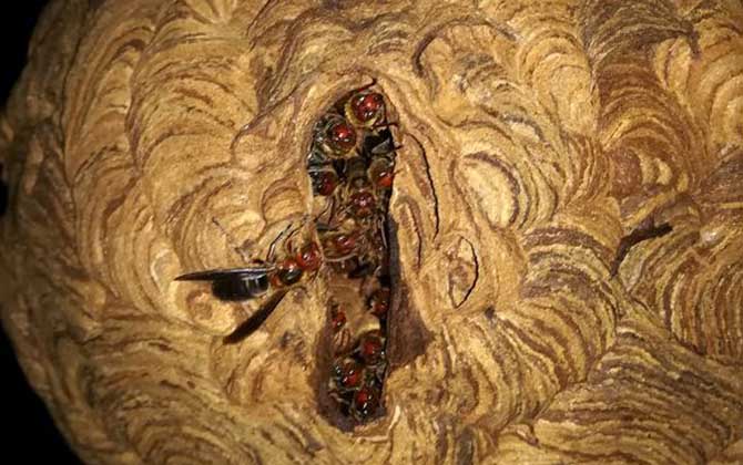 牛角蜂怎么趕走?最有效的辦法搗毀蜂巢,但必須要做好防蟄措施! 牛角蜂