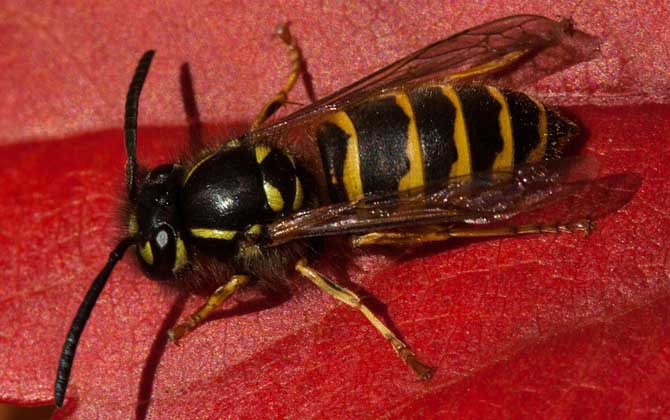 牛角蜂怎么趕走?最有效的辦法搗毀蜂巢,但必須要做好防蟄措施! 牛角蜂