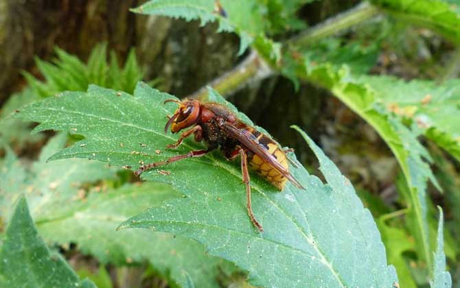 牛角蜂怎么趕走?最有效的辦法搗毀蜂巢,但必須要做好防蟄措施! 牛角蜂