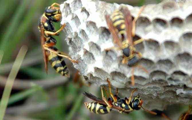 馬蜂入宅預(yù)兆著什么?無(wú)關(guān)禍福,但迷信說(shuō)法中預(yù)兆著福氣和財(cái)運(yùn)! 馬蜂