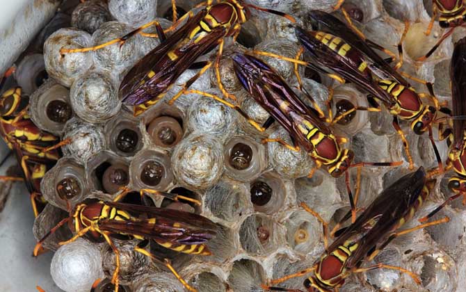 馬蜂入宅預(yù)兆著什么?無(wú)關(guān)禍福,但迷信說(shuō)法中預(yù)兆著福氣和財(cái)運(yùn)! 馬蜂