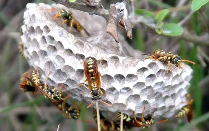 馬蜂入宅預(yù)兆著什么?無(wú)關(guān)禍福,但迷信說(shuō)法中預(yù)兆著福氣和財(cái)運(yùn)! 馬蜂