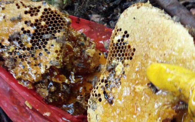 野生蜂蜜多少錢一斤?一般都不低于200元,有些甚至要300元以上! 野生蜂蜜