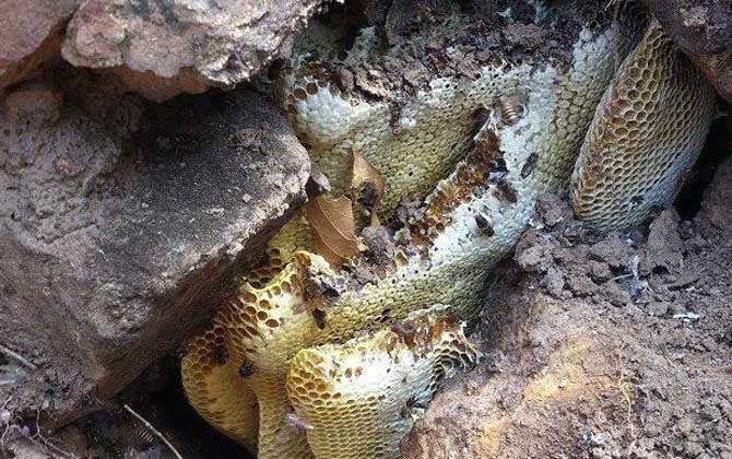 野生蜂蜜多少錢一斤?一般都不低于200元,有些甚至要300元以上! 野生蜂蜜