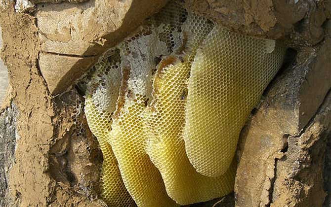 野生蜂蜜多少錢一斤?一般都不低于200元,有些甚至要300元以上! 野生蜂蜜