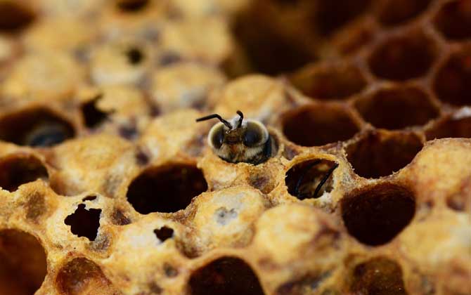 養蜂技術有哪些?掌握這10種養蜂技術,養蜂時方能做到得心應手! 養蜂