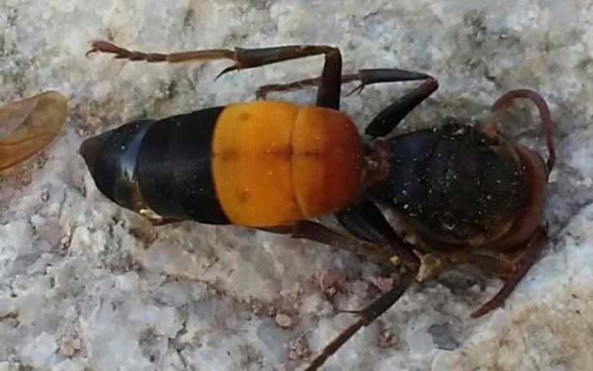 毒蜂種類及圖片大全,切勿招惹這些毒蜂,否則讓你“刻骨銘心”! 黃腰胡蜂