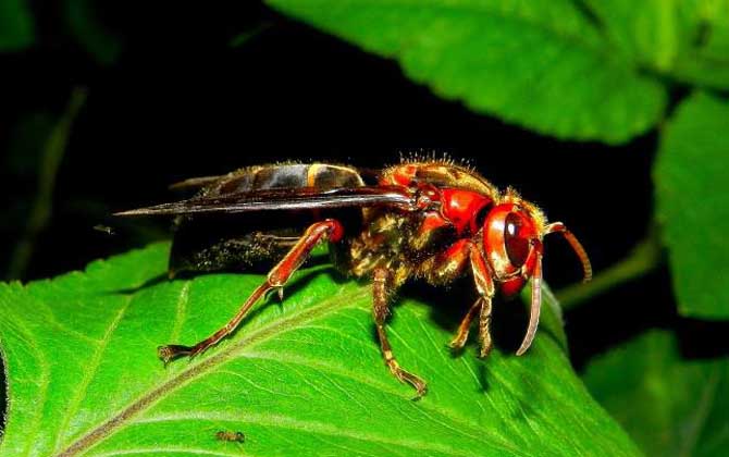 虎頭蜂蟄了找不到刺怎么辦?不必擔心,虎頭蜂蟄人一般不會有刺! 虎頭蜂