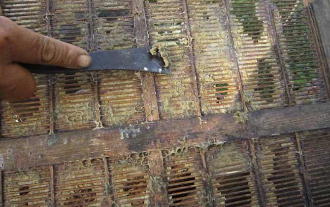 蜂膠在蜂巢里的圖片及位置,覆蓋和覆布上最多,箱體內壁也有! 蜂膠