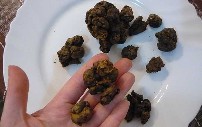 沒加工的蜂膠怎么吃?不建議食用,吃沒加工的蜂膠容易中毒! 蜂膠