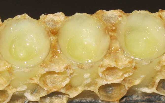 女性吃蜂王漿的最佳時(shí)間,建議盡量空腹食用,但不能過量食用! 蜂王漿