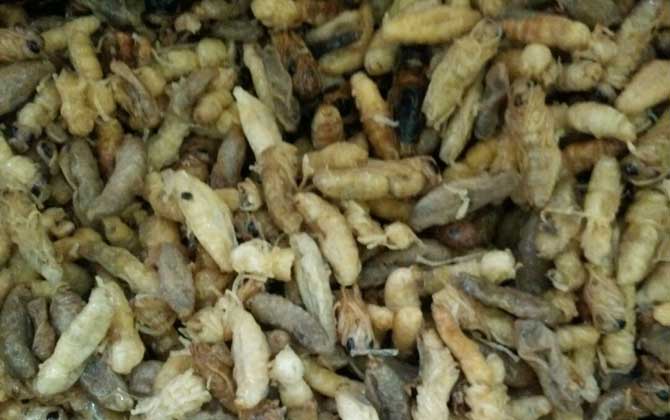 蜂蛹一次吃幾個最好?沒有具體的個數(shù),但絕對不能過量食用! 蜂蛹