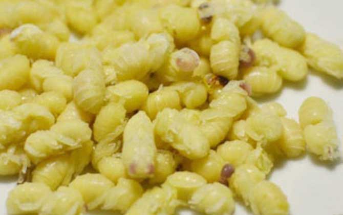 蜂蛹一次吃幾個最好?沒有具體的個數(shù),但絕對不能過量食用! 蜂蛹