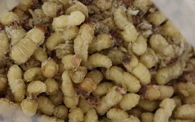 蜂蛹一次吃幾個最好?沒有具體的個數(shù),但絕對不能過量食用! 蜂蛹