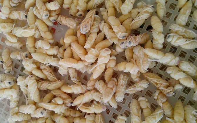 蜂蛹吃了有什么好處?不但能增強體質,還有美容養顏的效果! 蜂蛹