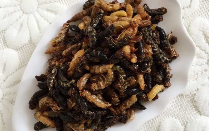 蜂蛹吃了有什么好處?不但能增強體質,還有美容養顏的效果! 蜂蛹