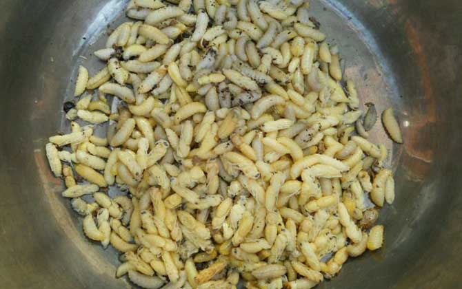 蜂蛹不能和什么一起吃?不存在食物相克,但要避免發生過敏! 蜂蛹