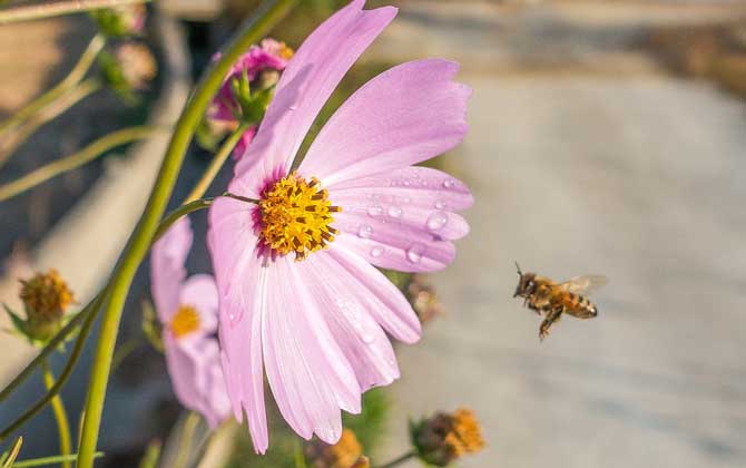蜂毒進(jìn)入血液有什么癥狀?輕者疼痛、紅腫、瘙癢,重者致人死亡! 蜂毒