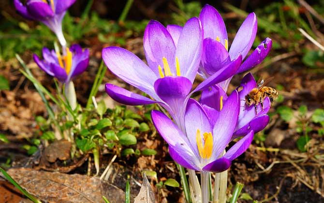 蜂毒進(jìn)入血液有什么癥狀?輕者疼痛、紅腫、瘙癢,重者致人死亡! 蜂毒