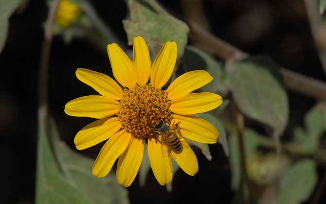 蜂毒進(jìn)入血液有什么癥狀?輕者疼痛、紅腫、瘙癢,重者致人死亡! 蜂毒