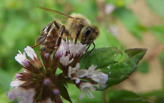 蜂毒幾天從人體就排完了?一般3~4天,代謝器官主要是腎臟! 蜂毒