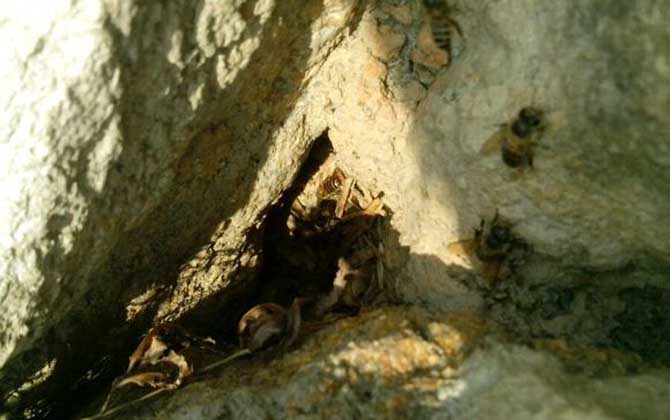 最簡單找山蜜蜂方法,學會這幾招,野生蜜蜂窩一找一個準! 偵查蜂