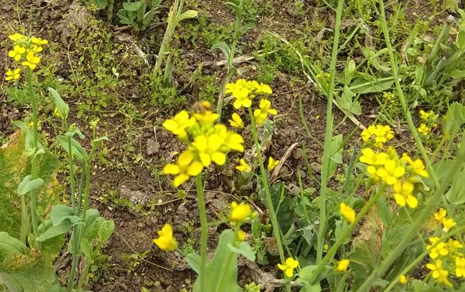 蜜蜂是怎樣采蜜的? 蜜蜂采蜜