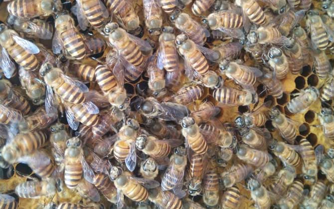 蜜蜂自然分蜂會(huì)往哪飛? 自然分蜂