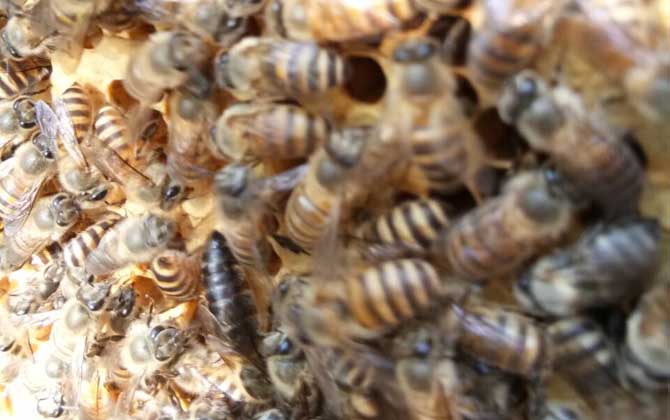 蜜蜂分蜂后怎么收回來? 分蜂