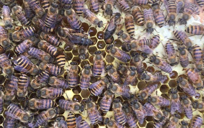 蜜蜂一年自然分蜂幾次? 自然分蜂