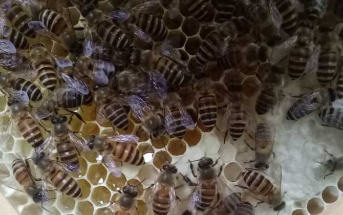 蜜蜂一年自然分蜂幾次? 自然分蜂