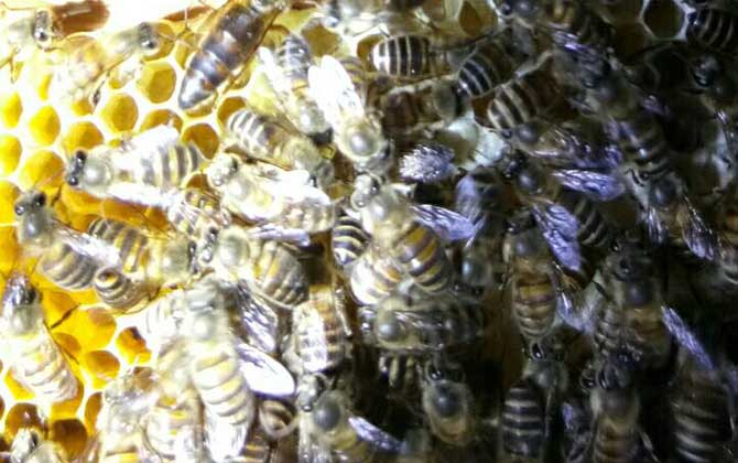 空蜂箱怎么引來野生蜜蜂? 蜂箱引蜂