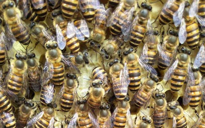 怎樣能讓工蜂停止產卵? 工蜂產卵