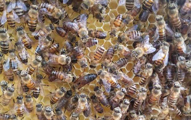 怎樣介王最容易成功? 介王