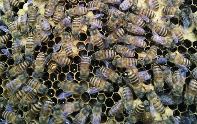 怎樣介王最容易成功? 介王