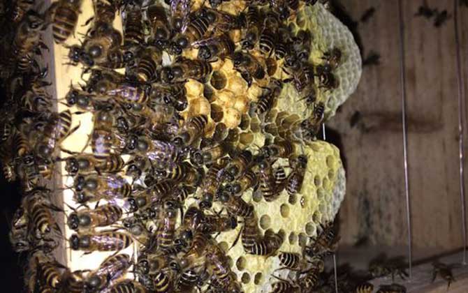 怎樣介王最容易成功? 介王