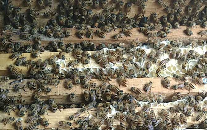 蜜蜂秋季養殖管理技術 蜜蜂秋季養殖