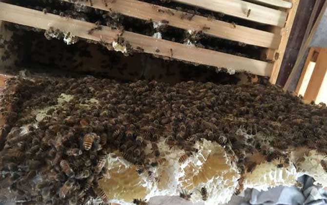 蜜蜂秋季養殖管理技術 蜜蜂秋季養殖