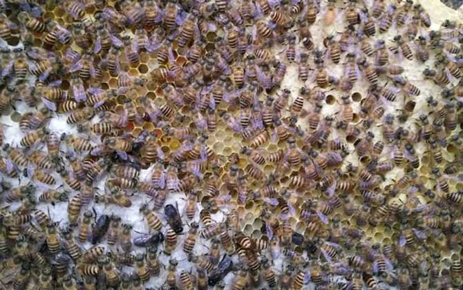 夏季怎樣讓蜂王多產卵? 夏季蜂王產卵