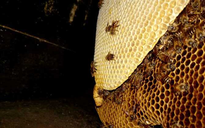 夏季養(yǎng)蜂如何防暑降溫? 夏季養(yǎng)蜂