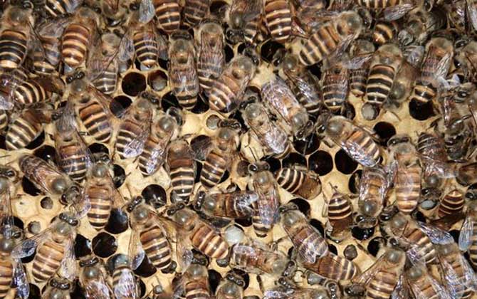 夏季蜂王為什么不產卵? 蜂王不產卵