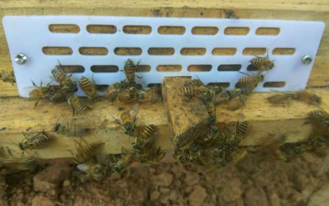 夏季蜂王為什么不產卵? 蜂王不產卵